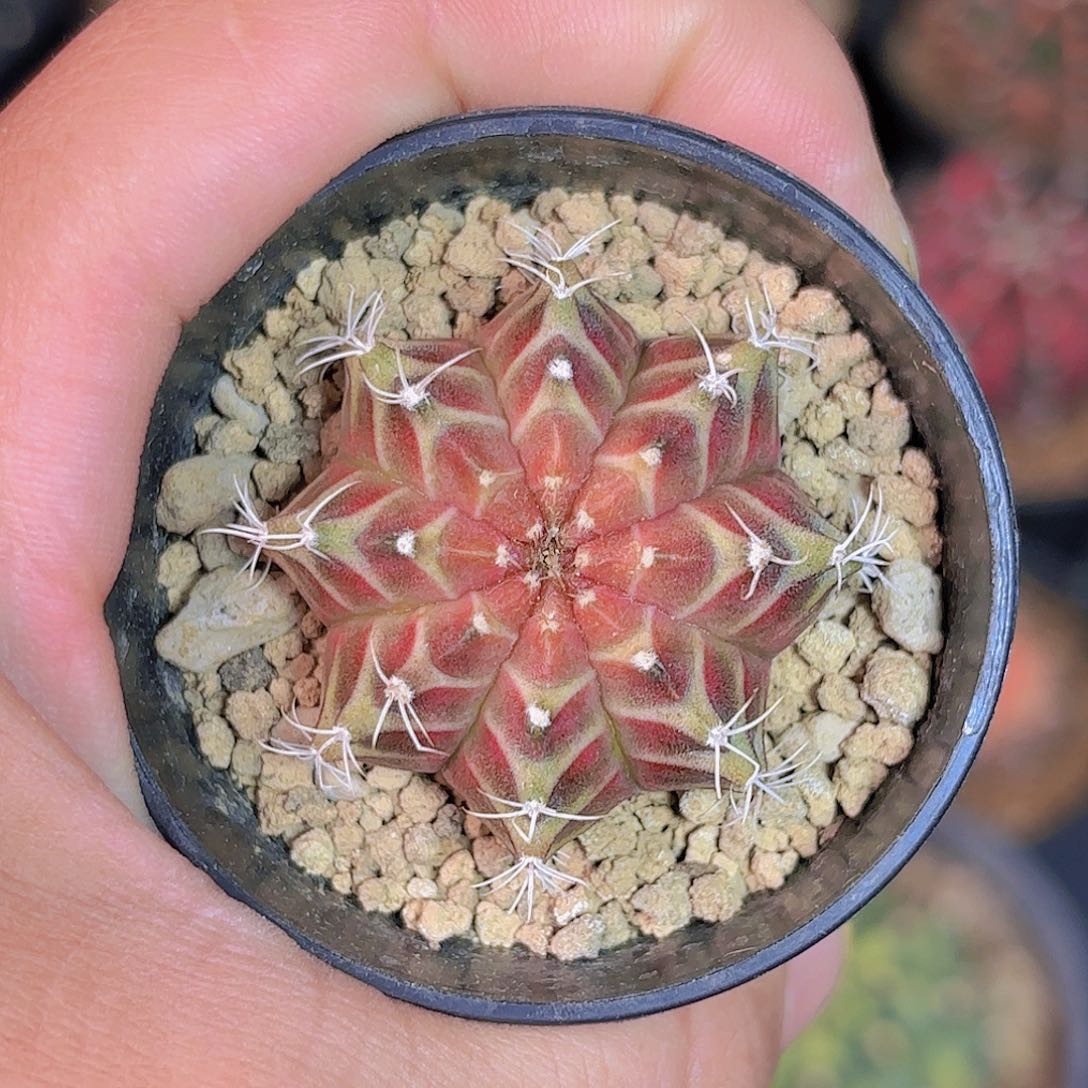 泰系实生轮回仙人球20号