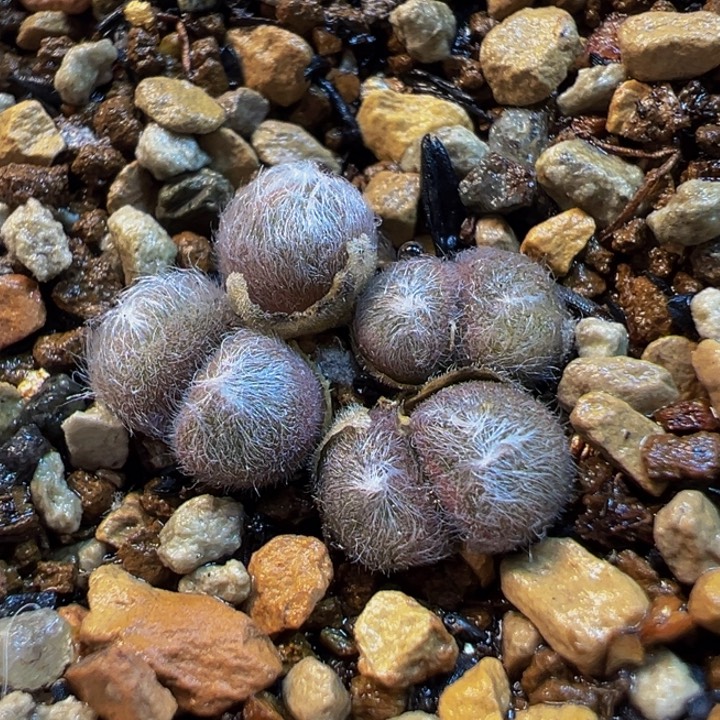 541多肉植物种类多样