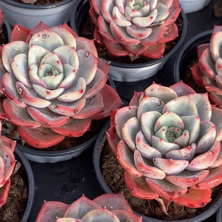 28三文鱼单头 福利多多