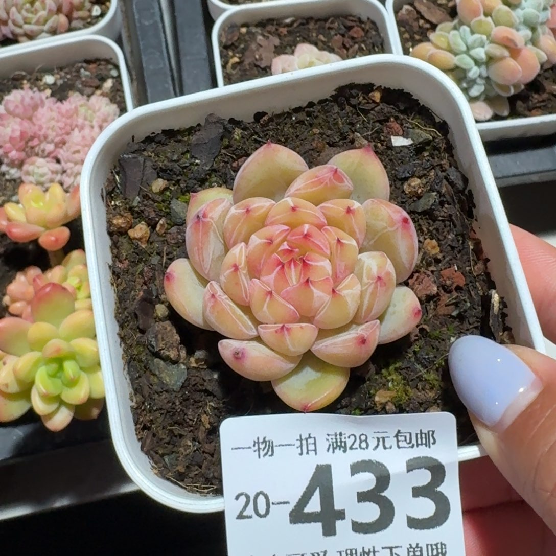 雪花珍妮无盆土发货