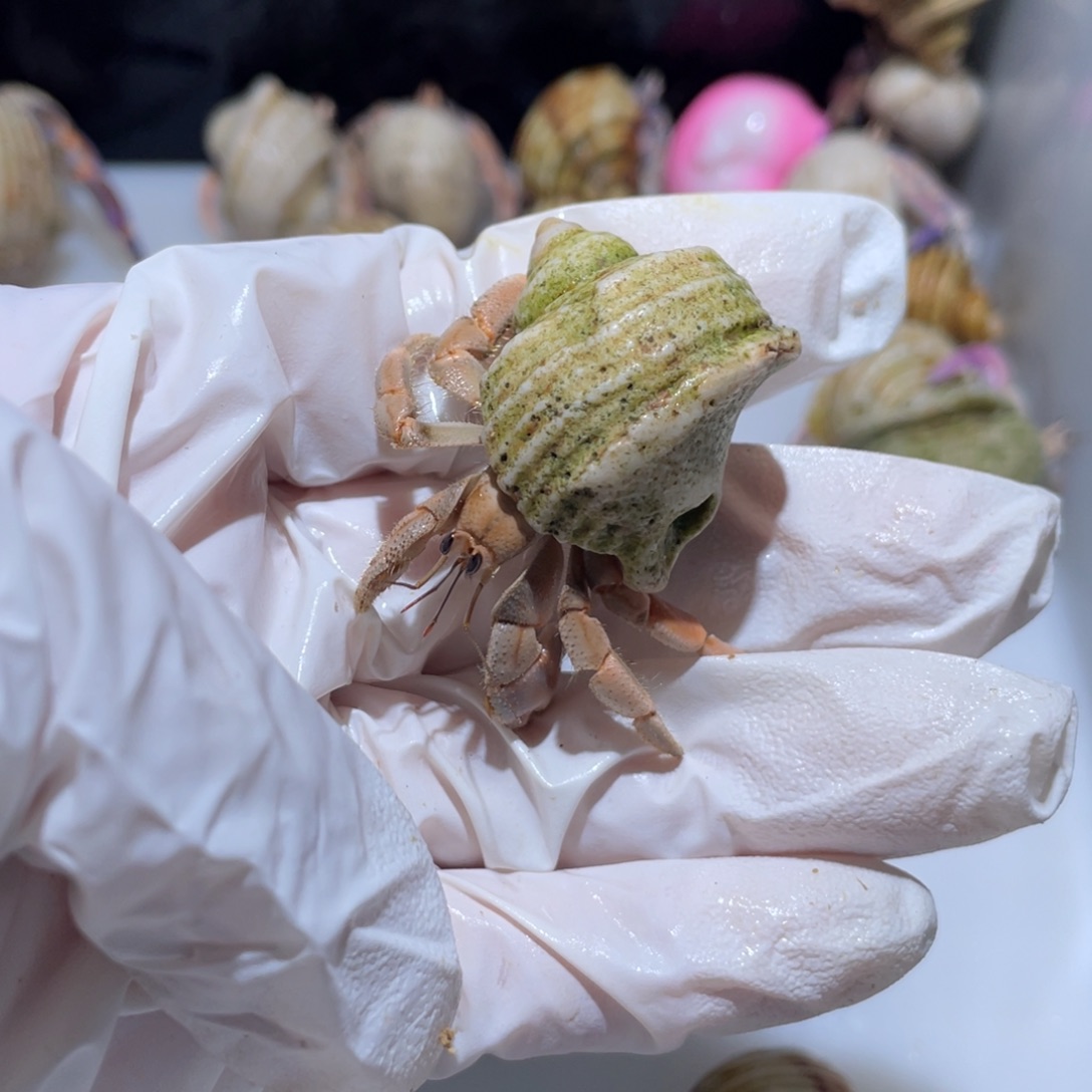 A3 紫陆异色桔再生足1.5口