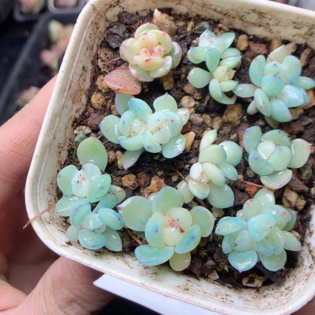 无花朵E99。泼天财富yyyyyy