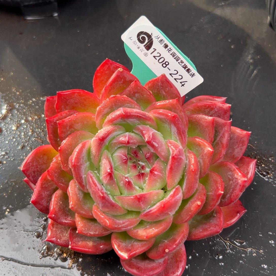 从前慢花园多肉编号1208-224