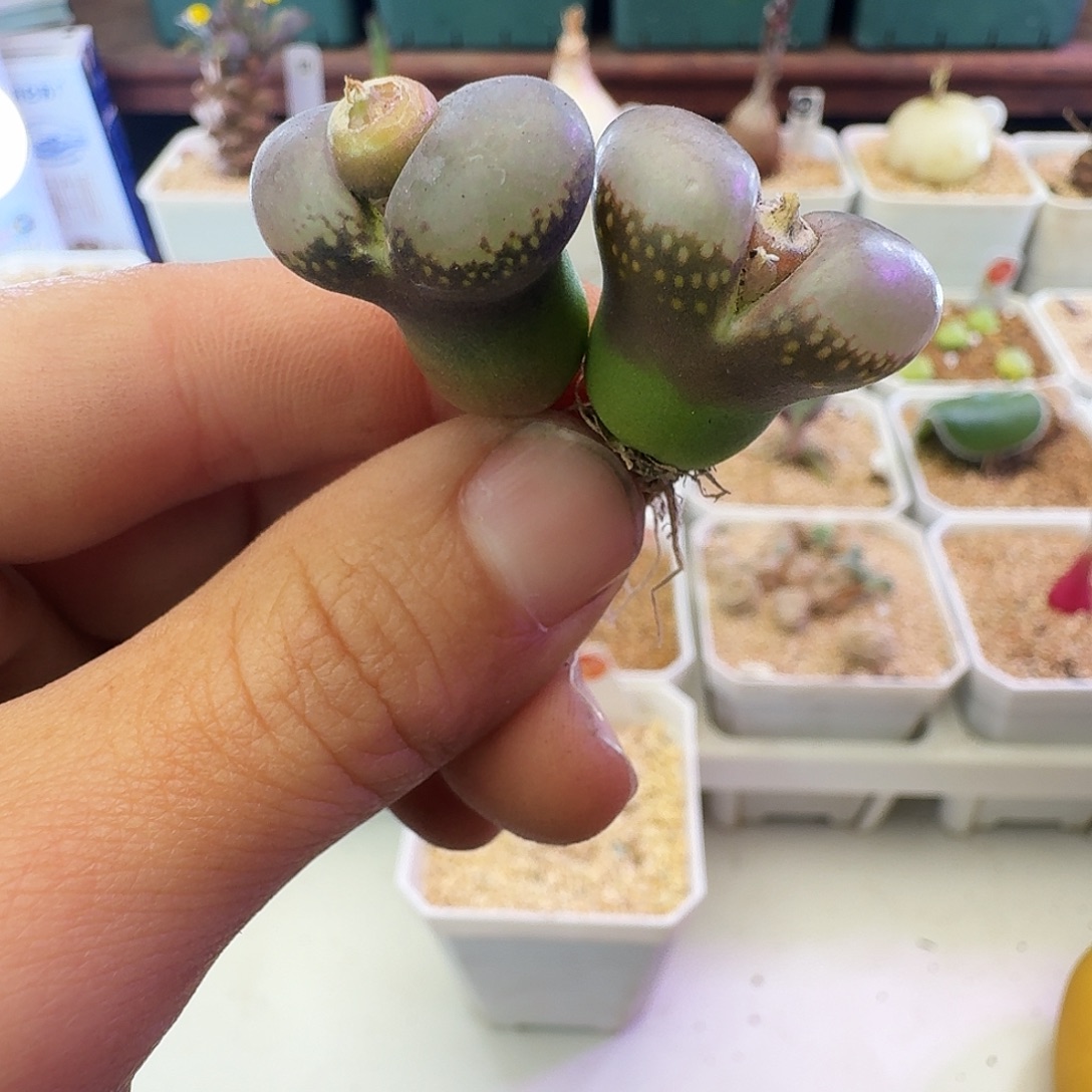 多肉植物福利宽翻窗选拔紫罗兰风铃329