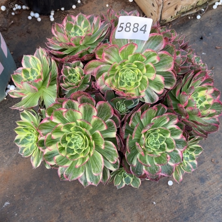 水蜜桃特价多肉发货