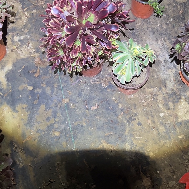 青***瓷不包侧枝一物一拍6