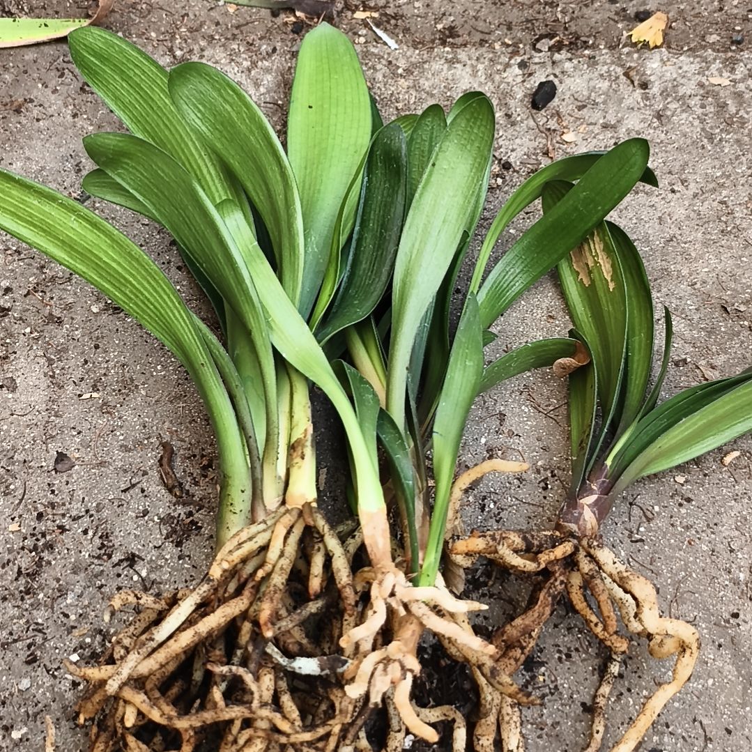 陈***晴完全开放盲盒小苗九棵特惠