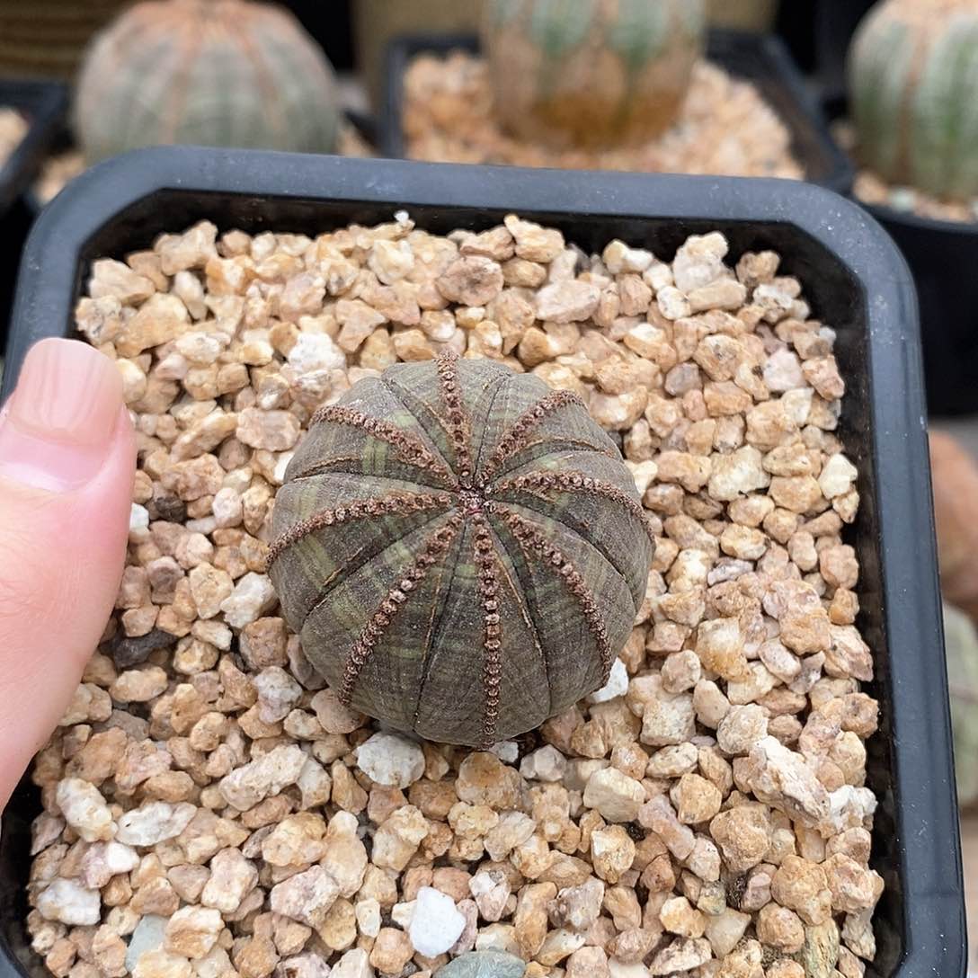 布纹球精品多肉一物一拍