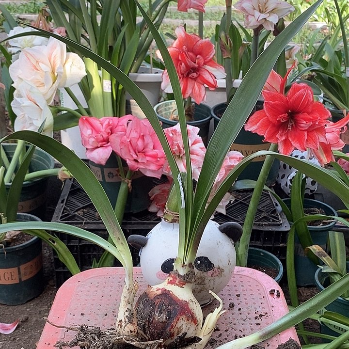 双梦朱顶红带侧425号