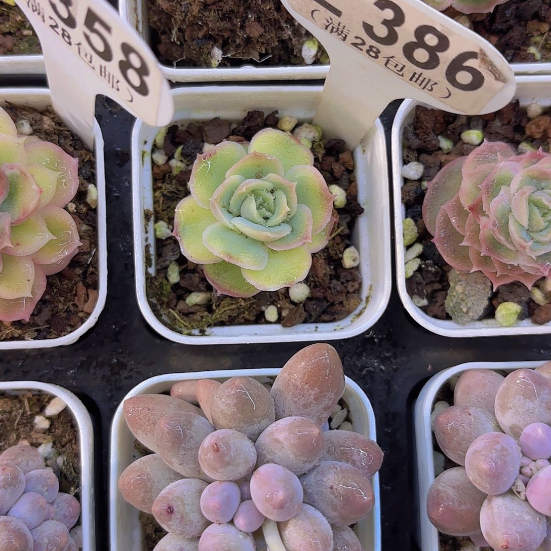 E386水晶虾饺一物一拍