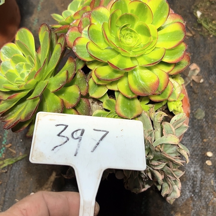 多肉植物组合2个