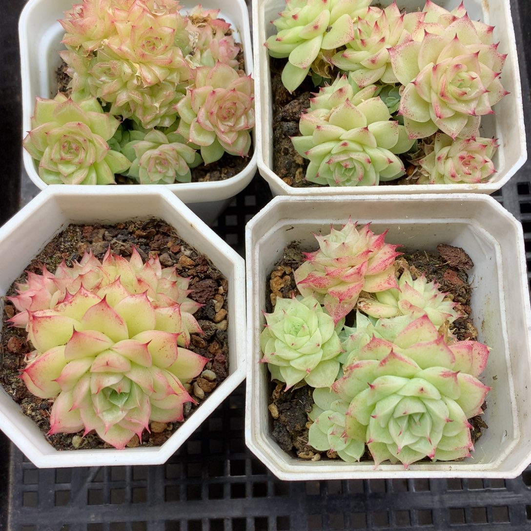 1205-126 套餐一组