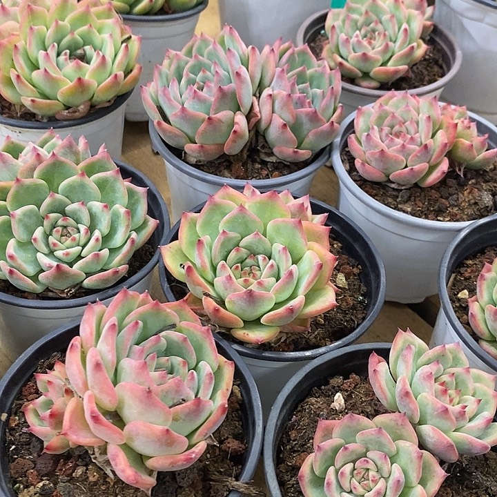 双头AK玛丽亚福利多多