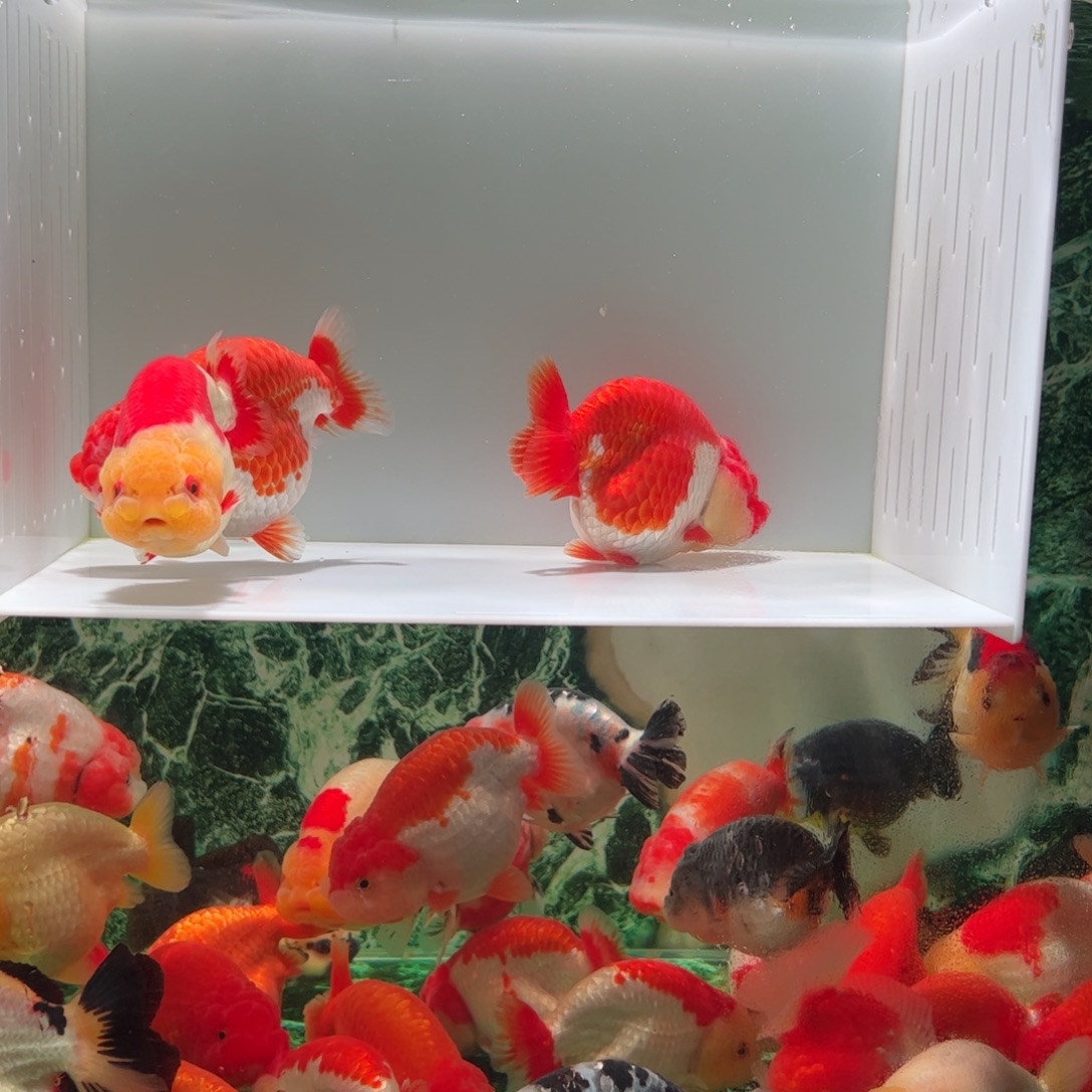 金鱼3只可爱红白的