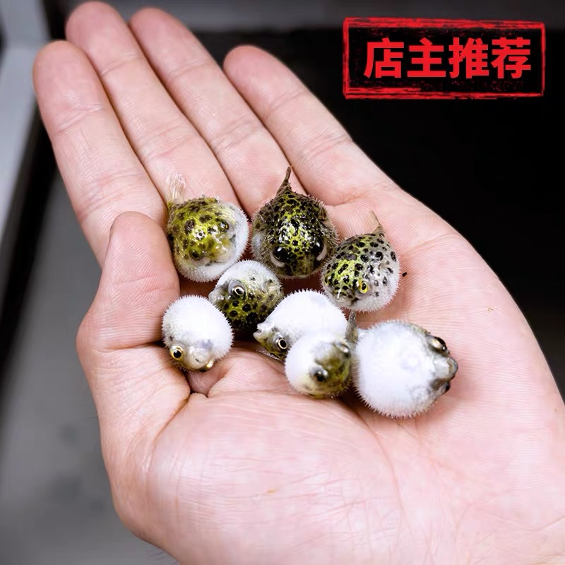 金娃娃潜水艇淡水小河豚呆萌可爱好养耐活无毒无害生气鼓肚子