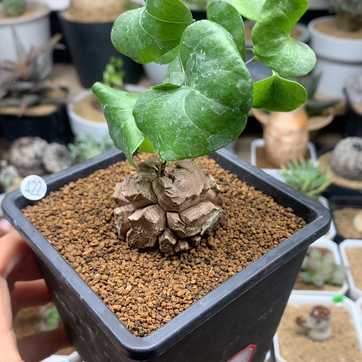 南非龟甲龙带盆4.3cm