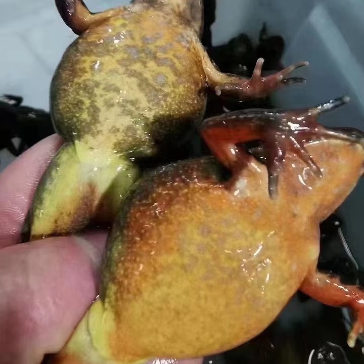 ［鲜活］东北林蛙，全母豹子 1斤-1.5斤(1斤约13-15只)加购物车可选规格