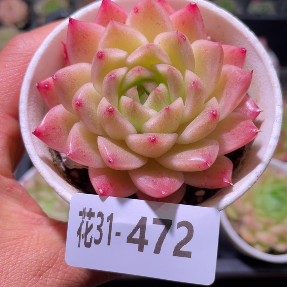 花利美31-472麦秆  