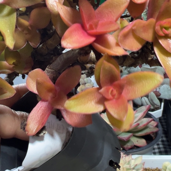 火祭锦多肉植物1853