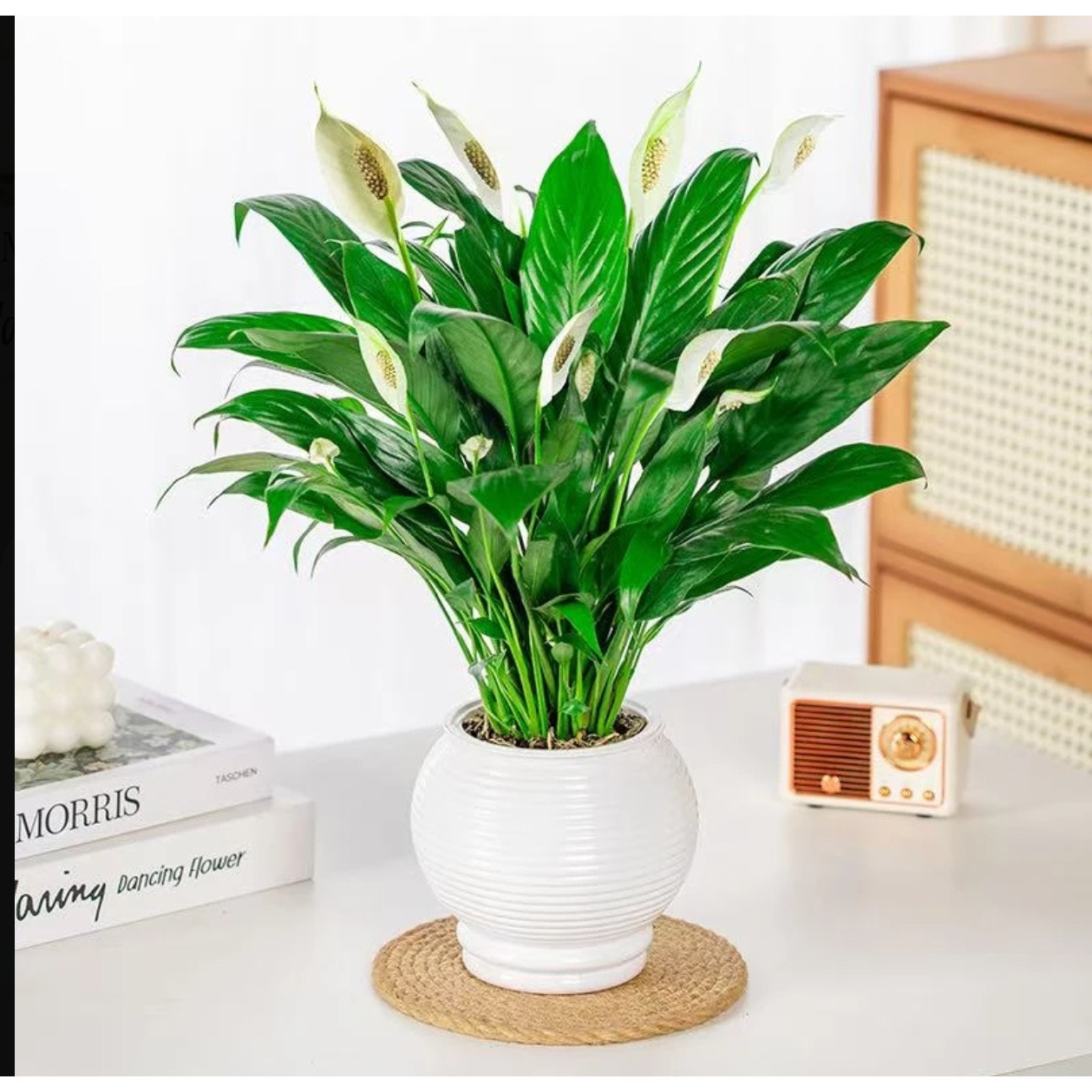 白掌一帆风顺植物土培水培室内好养花卉大盆绿植四季易活