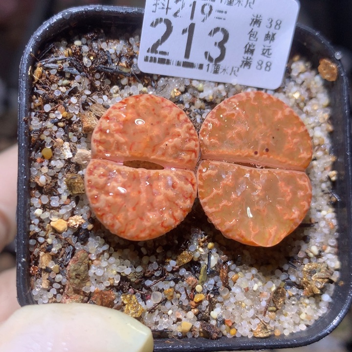 精品生石花219.213