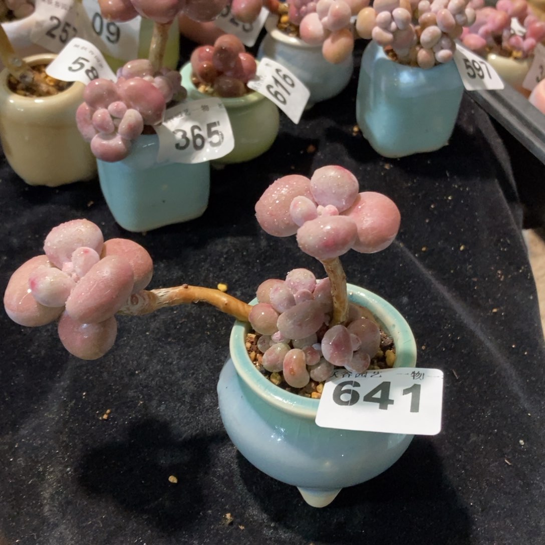 641糖果腰子蛋带盆土