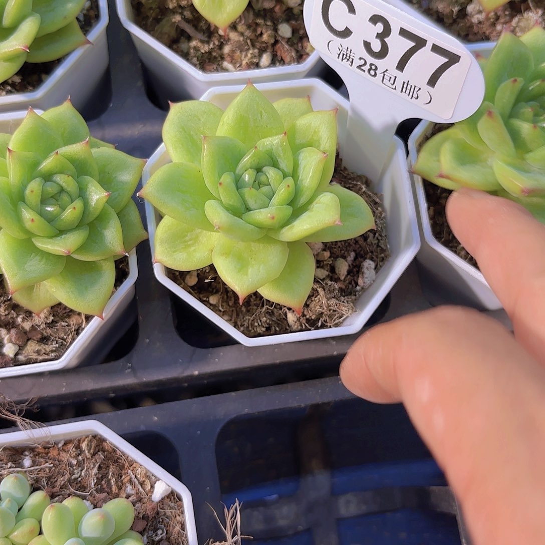 C377蔷薇玛利亚yieuyipai