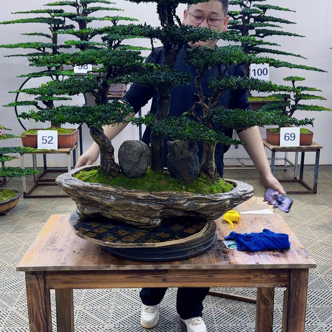 无花朵珍珠红芽罗汉松造型盆景