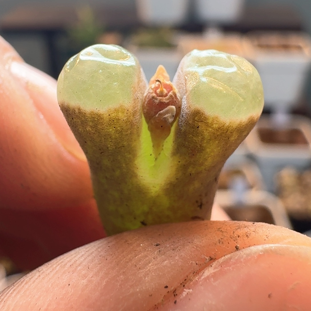 162磁铁风铃一颗0000000