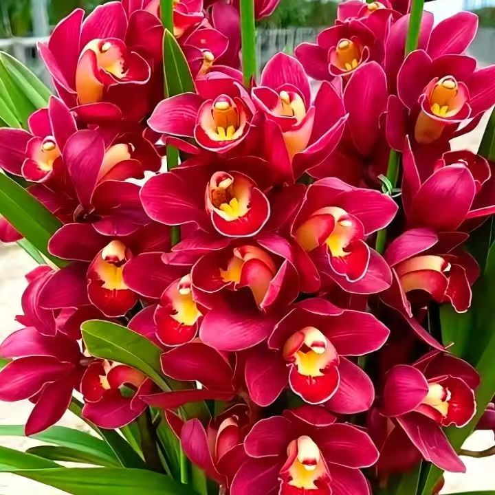 开花浓香型好养兰花【红宝石】精品盆栽绿植兰花绿植盆栽基地直发