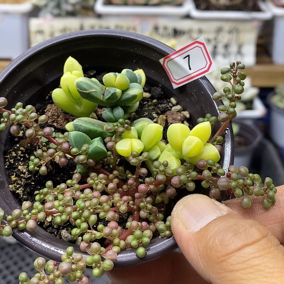 0307 鹿角海棠锦