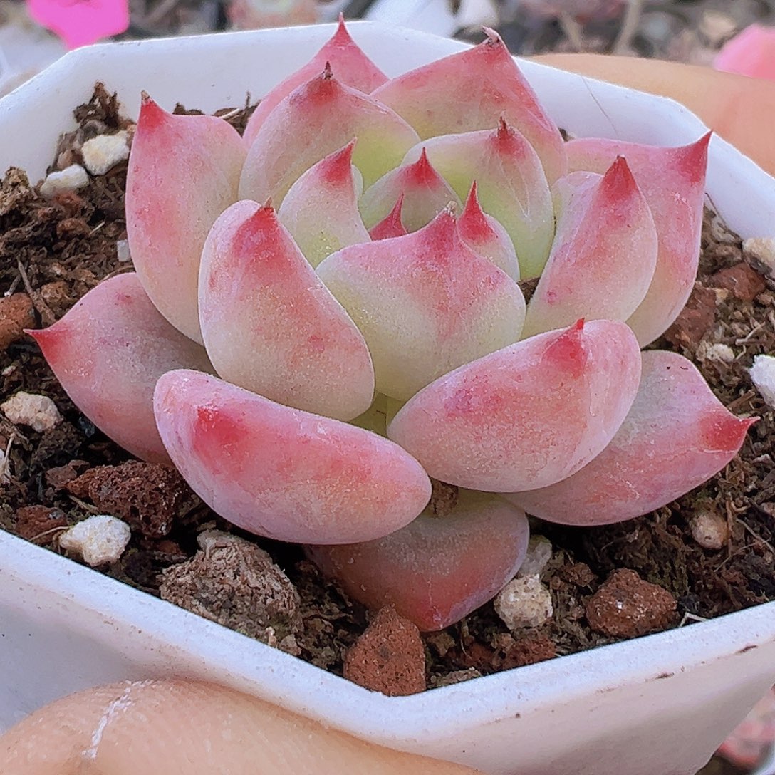 小精品单头白拉糖19包邮