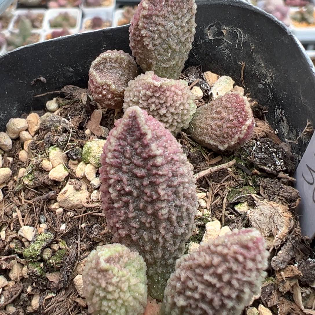 两个实生一起多肉植物水泡