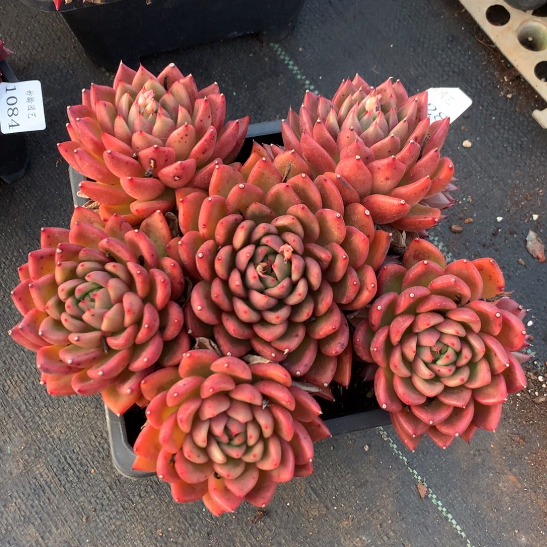 1128新年快乐发发发