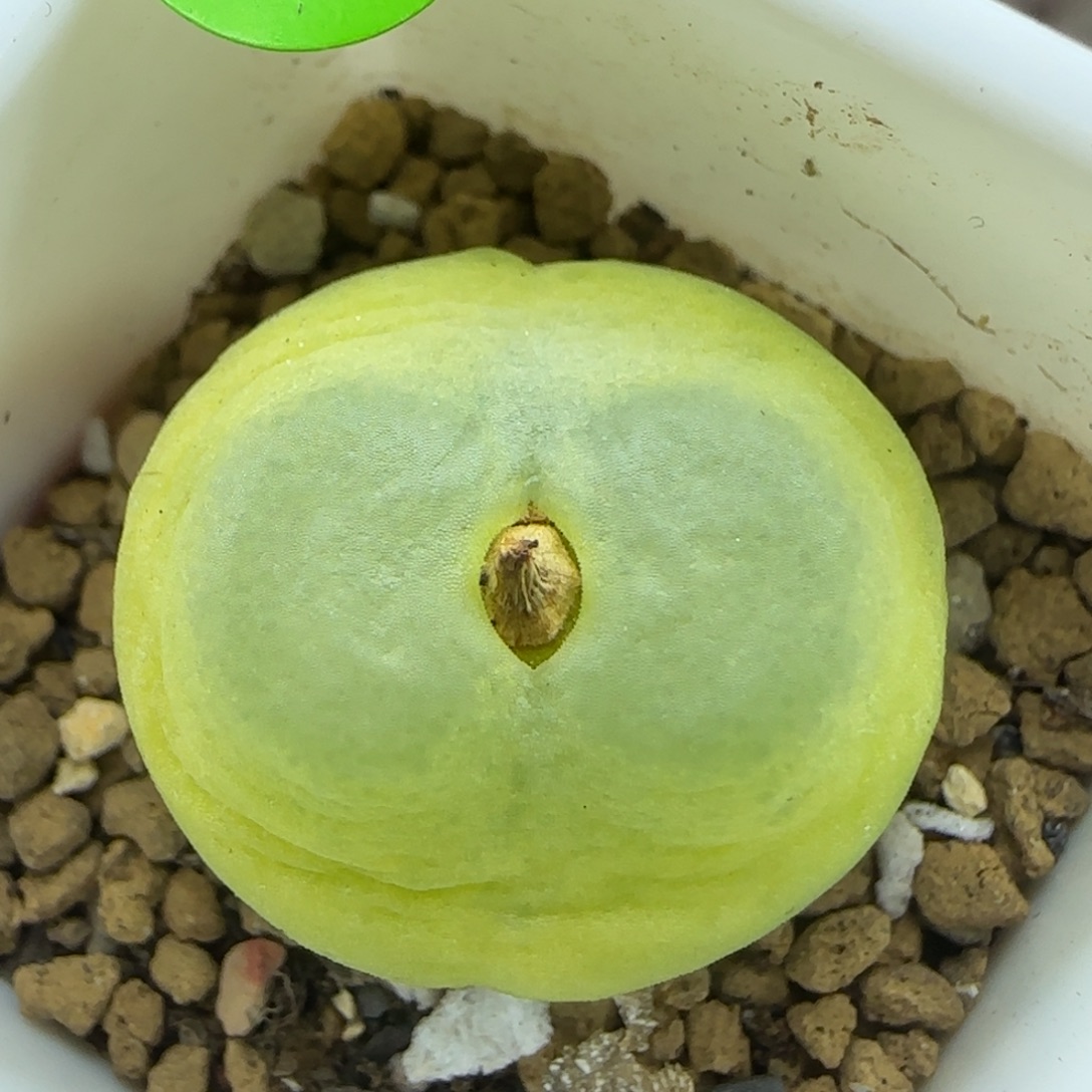 拉登2.2多肉植物687