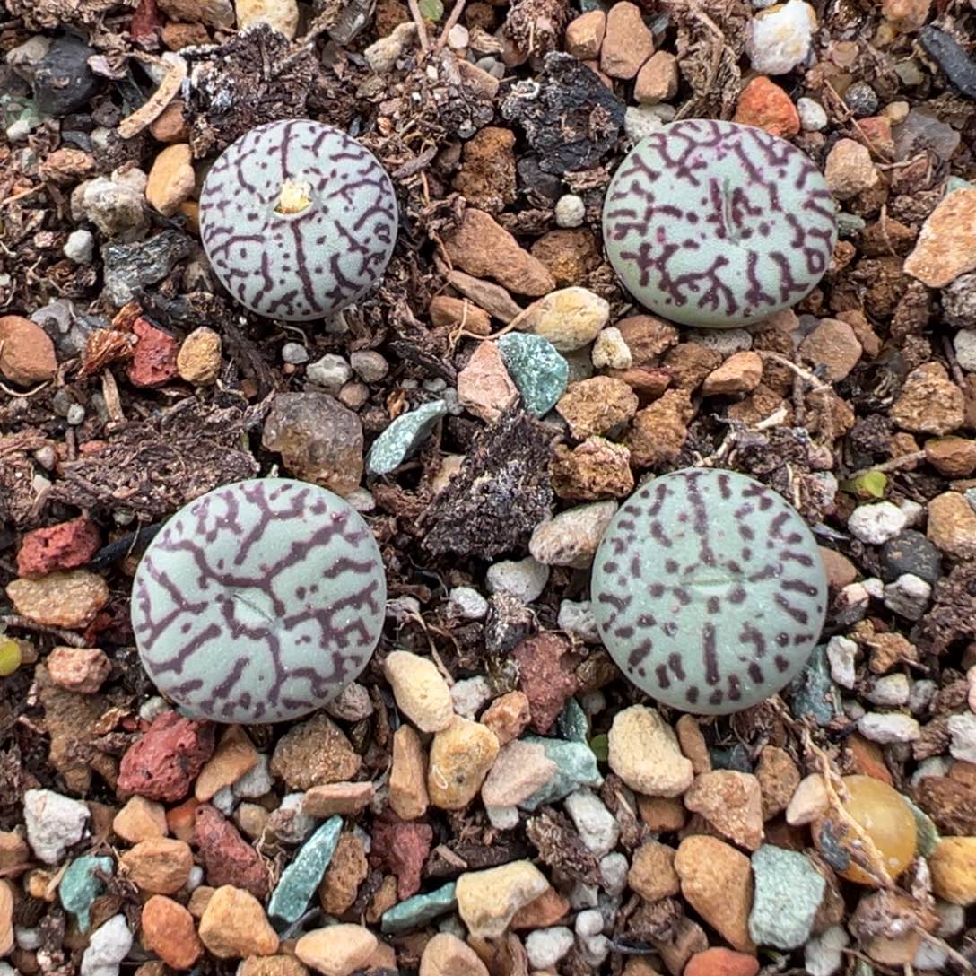 11.22好看的多肉脱土发货043