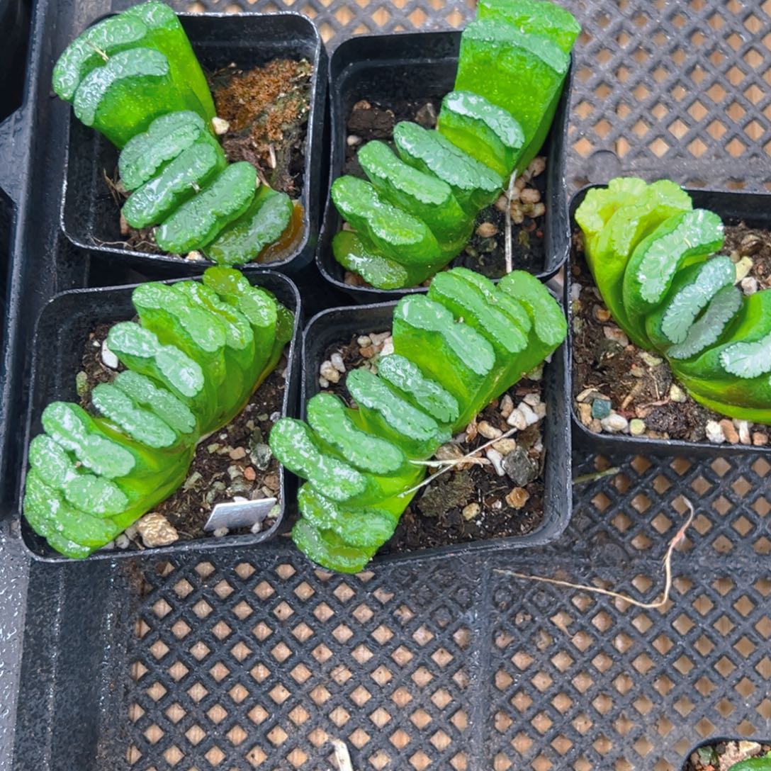 母本玉扇多肉多肉一颗