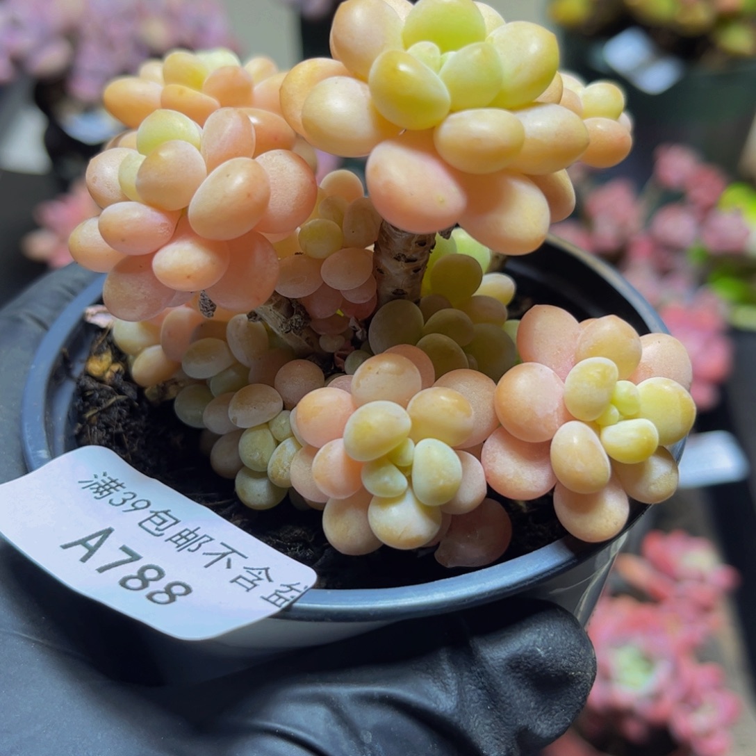 788洛可可10厘米多肉