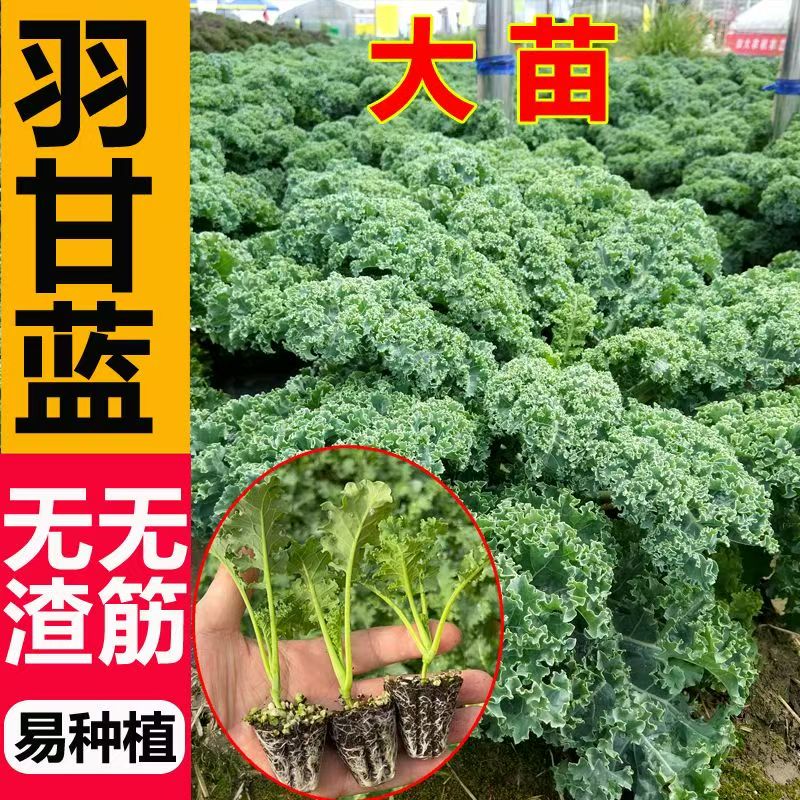 【羽衣甘蓝】一级大苗羽衣甘蓝苗子蔬菜种苗寿光苗厂直供羽衣甘蓝苗