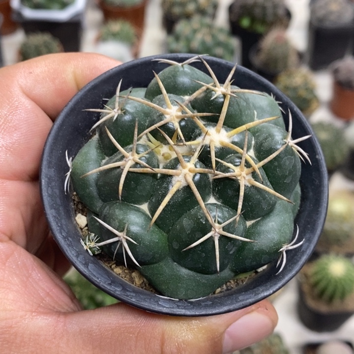 实生安宅象牙特价