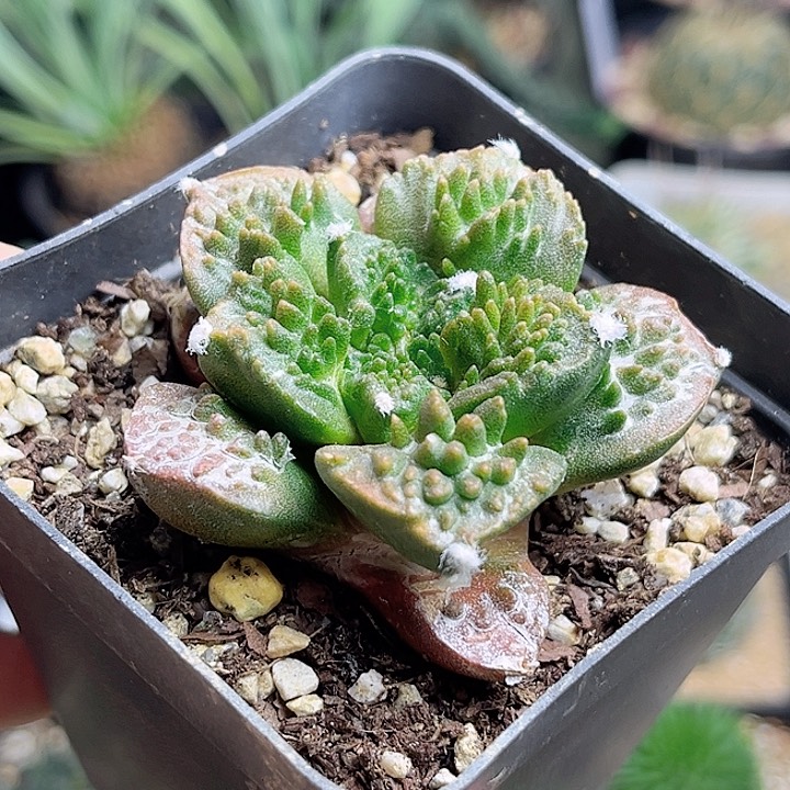 炸尤哥斯拉菜花自根养定带盆