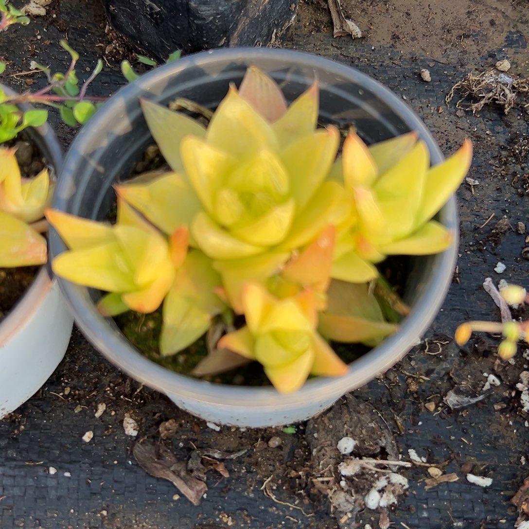 多肉植物黄金菊玉露