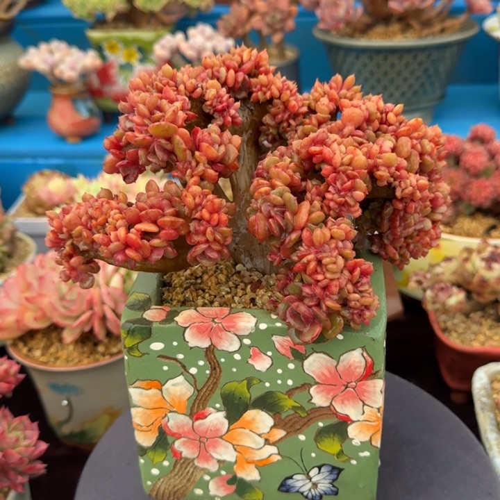 大红袍朵朵缀老桩冠幅21