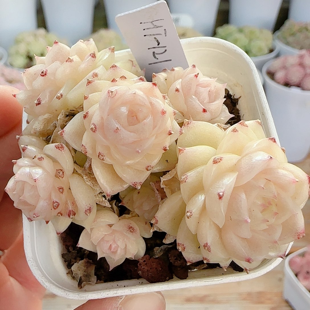 .***e1212-130（ht-121）优选