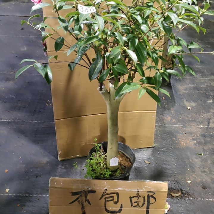 346粉大力，原盆原土发货，不包邮