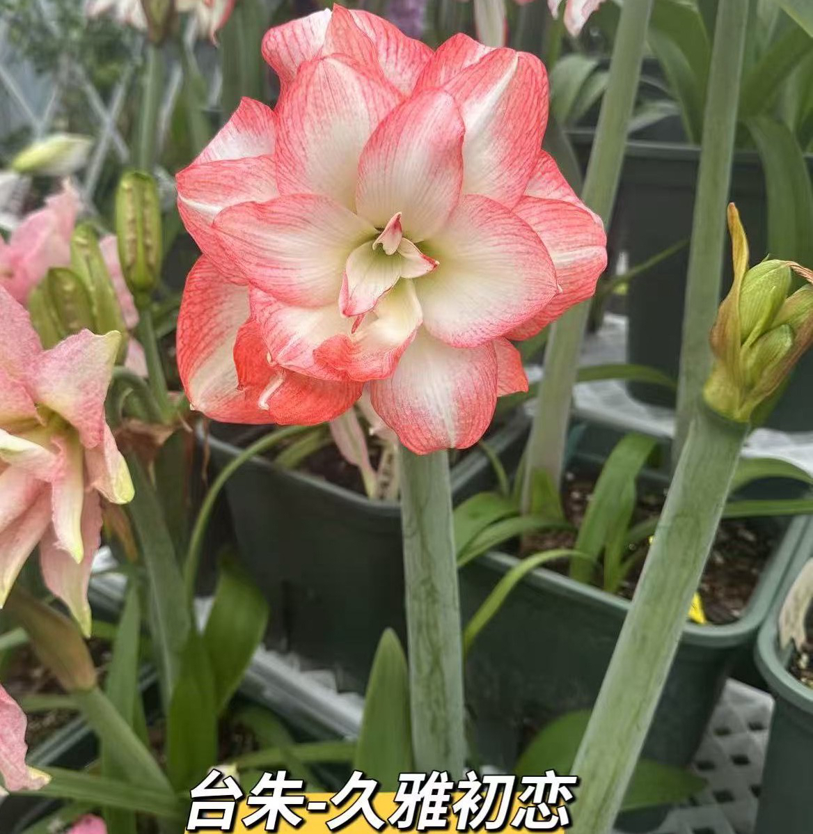 梦幻朱顶红，久雅初恋朱顶红 孤宝1700 朱顶红球根 裸球发货