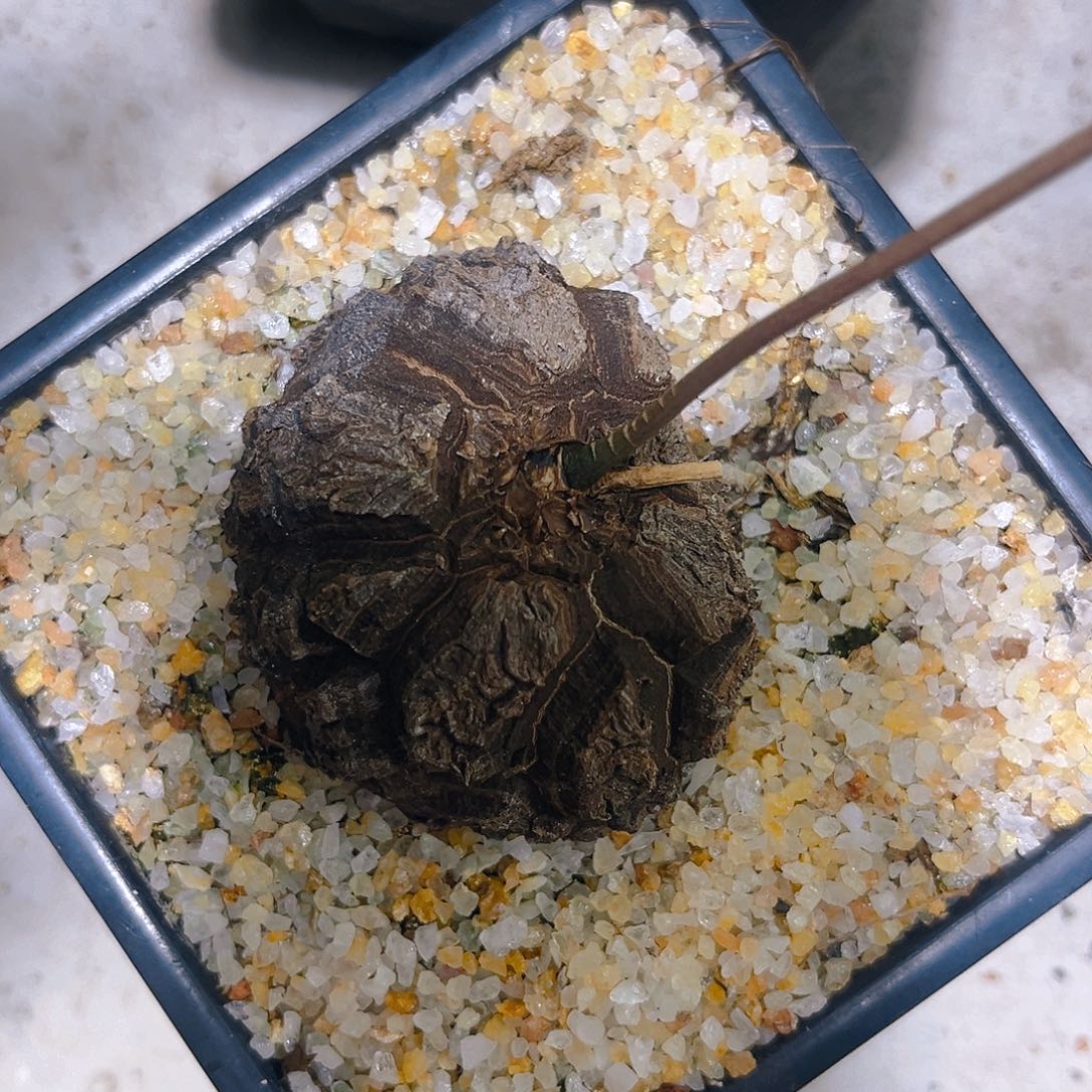 圆润大甲墨西哥龟甲龙