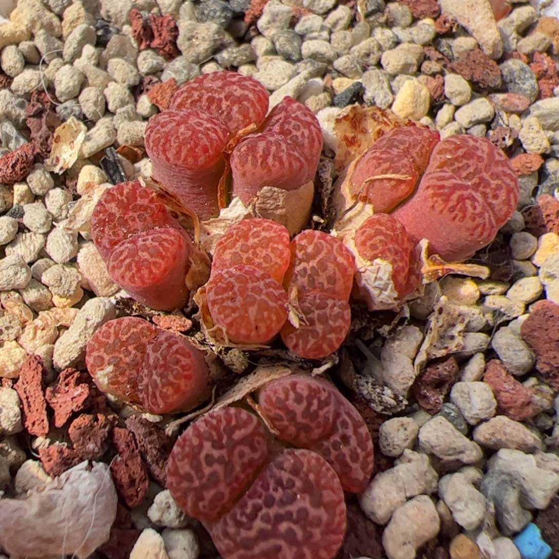 0238号 鸟 多肉植物