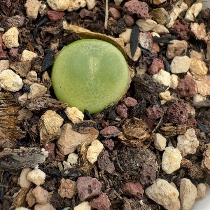 1872带盆发货拉登580 0