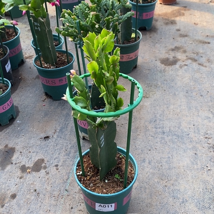 大部分花苞少量开放011嫁接三色